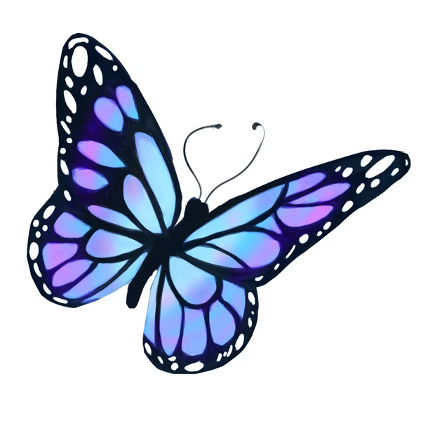 Barva Motýl Bílém Izolovaném Pozadí — Stock fotografie