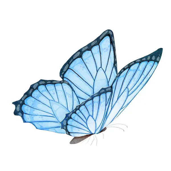 Color Mariposa Sobre Fondo Blanco Aislado —  Fotos de Stock