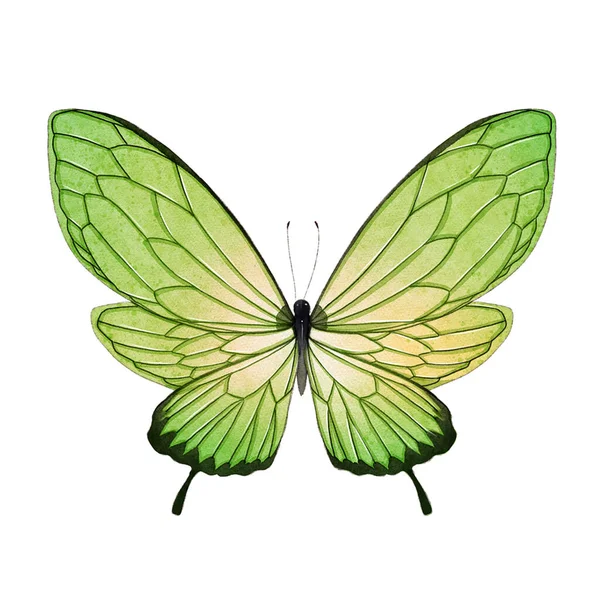 Beyaz Izole Arkaplan Üzerinde Renk Kelebeği — Stok fotoğraf