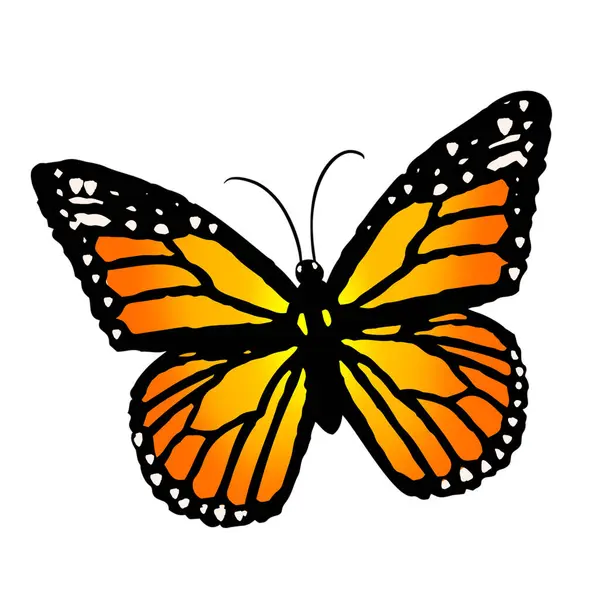 Цвет Бабочки Белом Изолированном Фоне — стоковое фото
