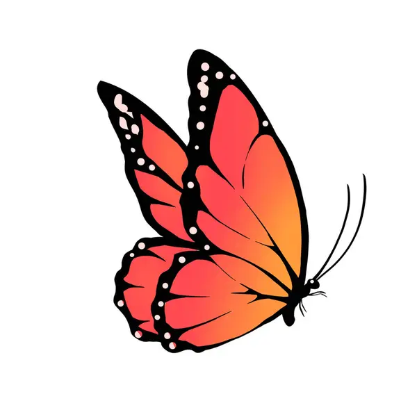 Barva Motýl Bílém Izolovaném Pozadí — Stock fotografie