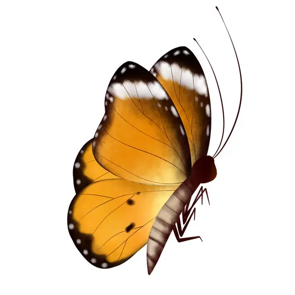 Color Mariposa Sobre Fondo Blanco Aislado — Foto de Stock