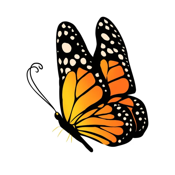 Farbe Schmetterling Auf Weißem Isolierten Hintergrund — Stockfoto