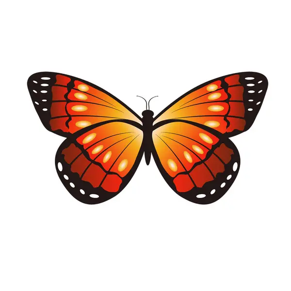 Кольоровий Метелик Білому Ізольованому Фоні — стокове фото