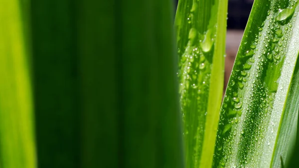 Зеленый Пандан Уходит Крупным Планом Картина Дня Коммерсантъ — стоковое фото