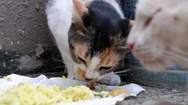 Vahşi kedi balık kemikleri ve pirinç yiyor ve yere beyaz kağıt seriyor..