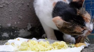 Vahşi kedi balık kemikleri ve pirinç yiyor ve yere beyaz kağıt seriyor..
