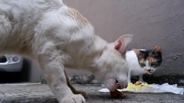 Gato Salvaje Está Comiendo Huesos Pescado Arroz Poniendo Papel Blanco — Vídeos de Stock