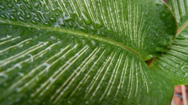 Calathea Gymnocarpa 'nın güzel yeşil yaprakları yakın çekimde göz kamaştırıcı. Geçmişi için. Yeşil bitkilerin fotoğrafı - Stok Fotoğrafı