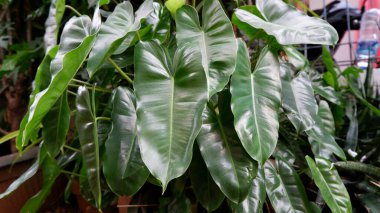 Süslü bitki Philodendron Brekele Philo Burle Marx, yaprakları aşk şeklinde, yeşil ve gür olan süs bitkisi..