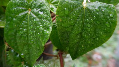 Yağmurdan ıslanan Daun Sirih ya da Betel yaprağı (Piper Betle), Endonezya 'ya özgü bir bitkidir. Geçmişi için. Yeşil bitkilerin fotoğrafı.