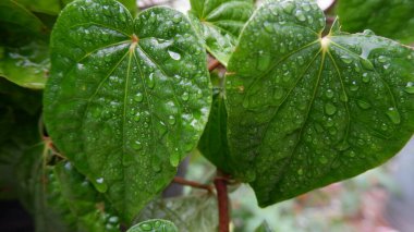 Yağmurdan ıslanan Daun Sirih ya da Betel yaprağı (Piper Betle), Endonezya 'ya özgü bir bitkidir. Geçmişi için. Yeşil bitkilerin fotoğrafı.