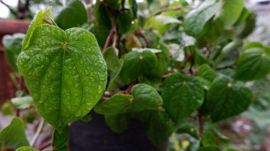 Yağmurdan ıslanan Daun Sirih ya da Betel yaprağı (Piper Betle), Endonezya 'ya özgü bir bitkidir. Geçmişi için. Yeşil bitkilerin fotoğrafı.