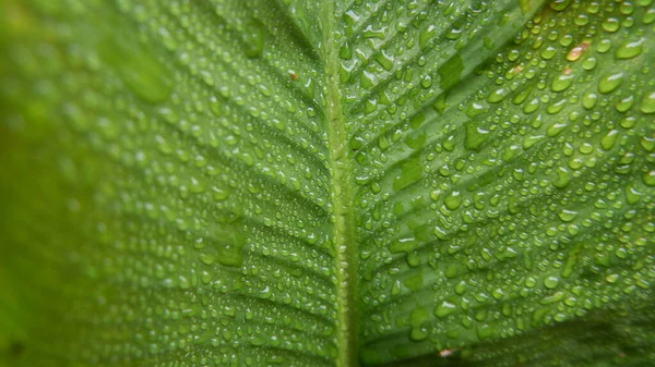 stock image The beautiful green leaves of Calathea Gymnocarpa are stunning in this close-up photo. for background. Photo of green plants - Stock Photo