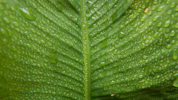 Belas Folhas Verdes Calathea Gymnocarpa São Impressionantes Nesta Foto Close — Fotografia de Stock