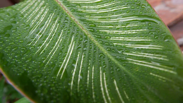 Красивые Зеленые Листья Calathea Gymnocarpa Великолепны Этом Крупном Плане Фона — стоковое фото
