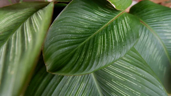 Calathea Gymnocarpa 'nın güzel yeşil yaprakları bu yakın plan fotoğrafta büyüleyici. arka plan için. Yeşil bitkilerin fotoğrafı - Stok Fotoğrafı