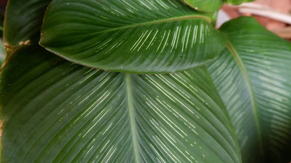 Krásné Zelené Listy Calathea Gymnocarpa Jsou Ohromující Této Detailní Fotografie — Stock fotografie