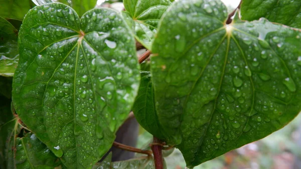 Daun Sirih or Betel leaf (Piper Betle) wet from the rain looks green and charmingly beautiful is a plant native to Indonesia, in this close up photo. for backgrounds. Photo of green plants.