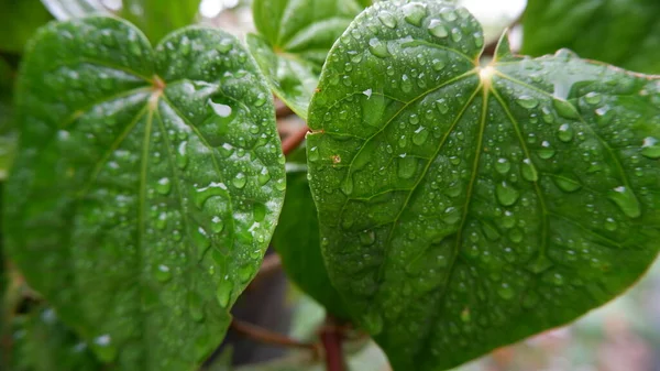 Daun Sirih Бетел Лист Piper Betle Мокрый Дождя Выглядит Зеленым — стоковое фото