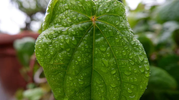 Daun Sirih Бетел Лист Piper Betle Мокрый Дождя Выглядит Зеленым — стоковое фото