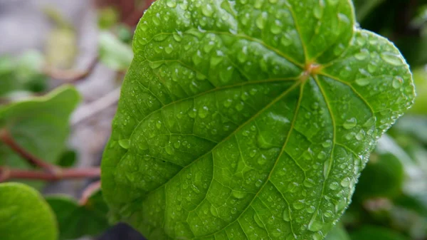 Daun Sirih or Betel leaf (Piper Betle) wet from the rain looks green and charmingly beautiful is a plant native to Indonesia, in this close up photo. for backgrounds. Photo of green plants.
