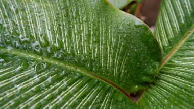 Calathea Gymnocarpa 'nın güzel yeşil yaprakları yakın çekimde göz kamaştırıcı. Geçmişi için. Yeşil bitkilerin fotoğrafı