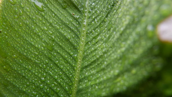 在一张特写的照片中 卡拉奇亚的美丽的绿叶是惊人的 背景资料 绿色植物照片 — 图库照片