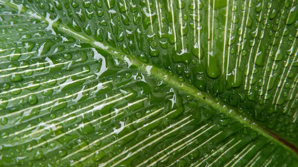 Gyönyörű Zöld Levelek Calathea Gymnocarpa Lenyűgöző Egy Közeli Kép Háttérnek — Stock Fotó