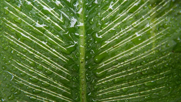 Gyönyörű Zöld Levelek Calathea Gymnocarpa Lenyűgöző Egy Közeli Kép Háttérnek — Stock Fotó