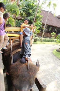 Bali Hayvanat Bahçesi 'nde fil süren bir grup çocuk, safariye gelen ziyaretçiler için fil gövdesi koltukları bir genç tarafından sürülen bali hayvanat bahçesi..