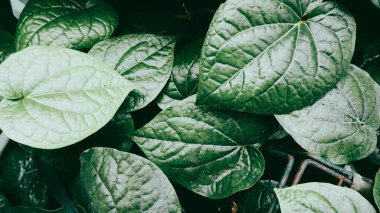 Daun Sirih ya da Betel yaprakları aşk şeklinde yeşil yaprakları olan renkli bir duvarda sürünürken, betel yaprakları Endonezya 'da yaygın olarak kullanılan bitkisel yapraklardır..