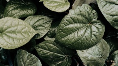 Daun Sirih ya da Betel yaprakları aşk şeklinde yeşil yaprakları olan renkli bir duvarda sürünürken, betel yaprakları Endonezya 'da yaygın olarak kullanılan bitkisel yapraklardır..