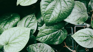 Kapalı portre Daun Sirih veya Betel yaprakları yeşil aşk yaprakları ile gelişir, betel yaprakları genellikle Endonezya 'da geleneksel tıp için kullanılan bitkisel yapraklardır.