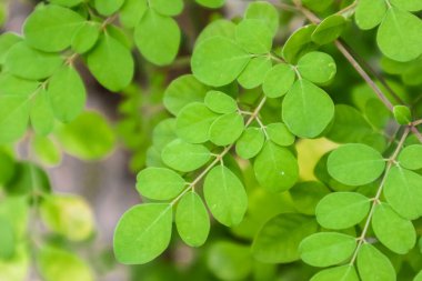Moringa leaves on the tree
