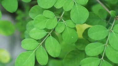 Kelor ya da Drumstick ağacı (Moringa oleifera) yeşil yapraklar seçilmiş odak noktasıdır ve yaygın isimleri şunlardır: yaban turpu ağacı ve Ben yağı ağacı veya benzolive ağacı. Seçici Odak Bulanık arkaplan