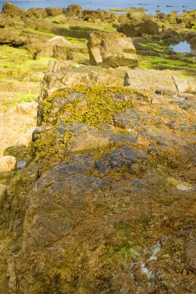Uma Vista Uma Grande Rocha Maré Baixa Coberta Com Algas — Fotografia de Stock