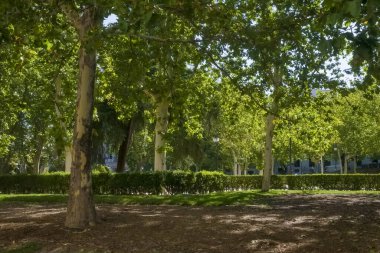 Madrid 'in tarihi merkezinde bulunan Plaza de Oriente Doğu Meydanı' nda batısında Royal Place ve doğusunda Madrid Kraliyet Tiyatrosu bulunan bir kadına bakıyor.. 