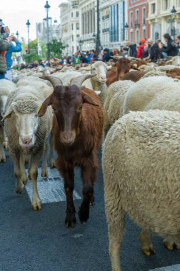 Koyun ve keçi transhumance festivalinin (Fiesta de la Trashumancia) 30. 'su sırasında kahverengi bir keçi, kış aylarında bölgenin alçak otlaklarına giderken Madrid şehir merkezinden geçti. Madrid İspanya 22 Ekim 2023