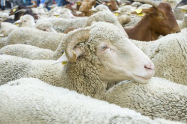 30. Koyun ve keçi transhumance festivali (Fiesta de la Trashumancia) sırasında bir koyunun kapanışı, kış aylarında bölgenin alçak otlaklarına giderken Madrid şehir merkezinden geçti. Madrid İspanya 22 Ekim 2