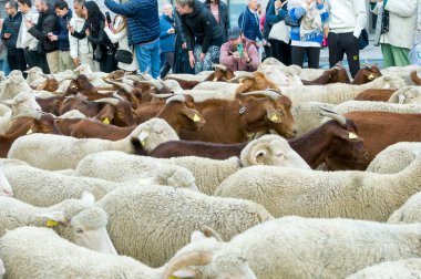 Koyun ve keçi transhumance festivali (Fiesta de la Trashumancia) 30. 'da Madrid şehir merkezinden geçerek kış aylarında bölgenin alçak otlaklarına gitti. Madrid İspanya 22 Ekim 2023 