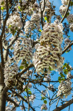 Vertical close view of a Kiri Paulownia tree able to absorb CO2,  full of pods with white blooms in the Castellana, Madrid Spain. clipart