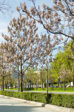Bir Kiri Paulownia ağacının dikey perspektifi, Catellana, Madrid İspanya 'da mavi bir gökyüzü ile tam çiçeklenme halinde CO2 absorbe edebiliyor.