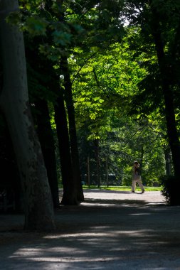 Madrid 'deki Etiro Parkı' nda, siluetli gövdesi ve yeşil yapraklı Avrupa at kestanesi ağaçlarının altında yürüyen bir kadının dikey görüntüsü.