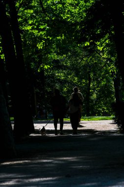 İspanya 'da Madrid' deki Retiro Parkı 'nda, siluetli gövdeli ve yeşil yapraklı Avrupa at kestanesi ağaçlarının altında yürüyen bir çiftin dikey silüeti.