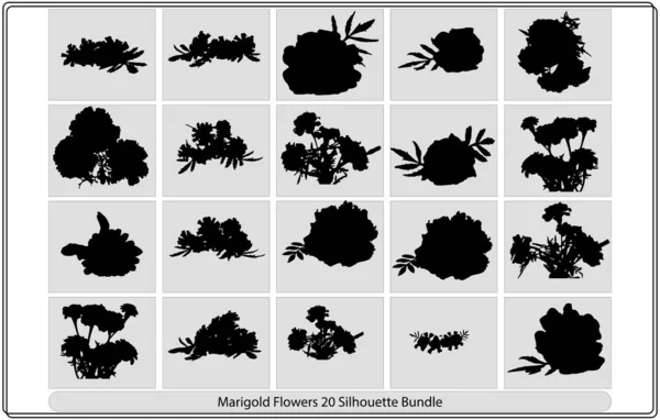 Изолированная Векторная Иллюстрация Ветвь Цветка Мэриголд Тагтес Чёрно Белый Силуэт — стоковый вектор