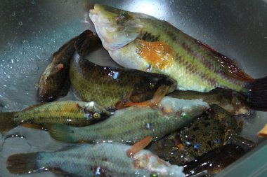 Zehirli balık Karadeniz 'de.      