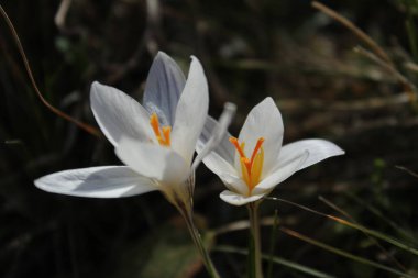 Savaşın sonu, barışın başlangıcı.      