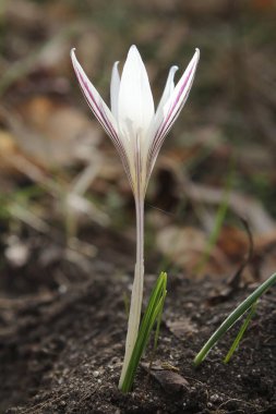 Savaşın sonu, barışın başlangıcı.      