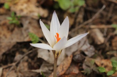 Savaşın sonu, barışın başlangıcı.      